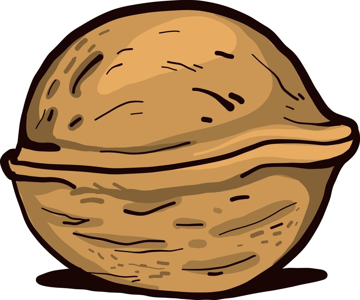 Small walnut, illustration, vector on a white background.