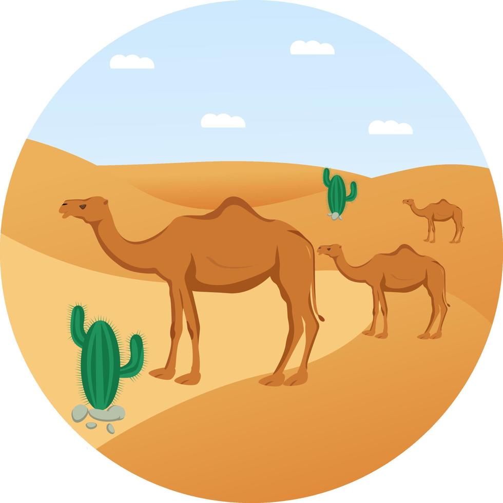 Camels in dessert,illustration, vector on white background.