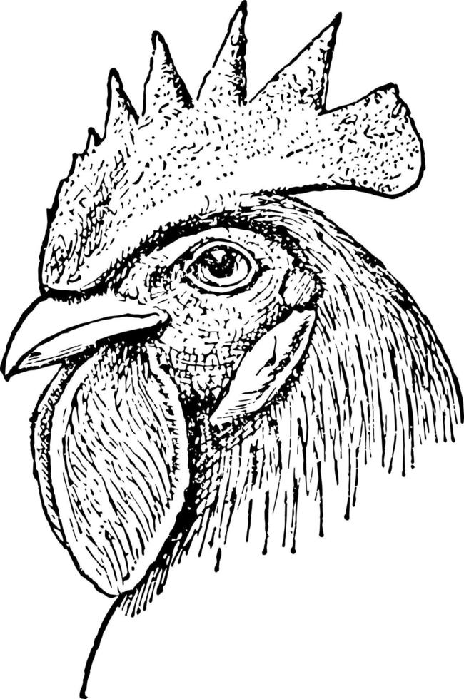 Single Comb Chicken Head vintage illustration. vector