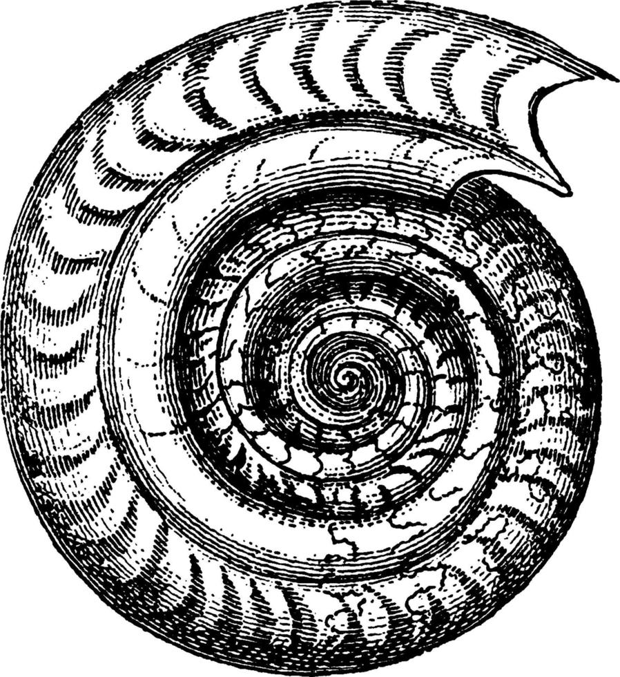 ammonites bifrons, vintage illustration vector