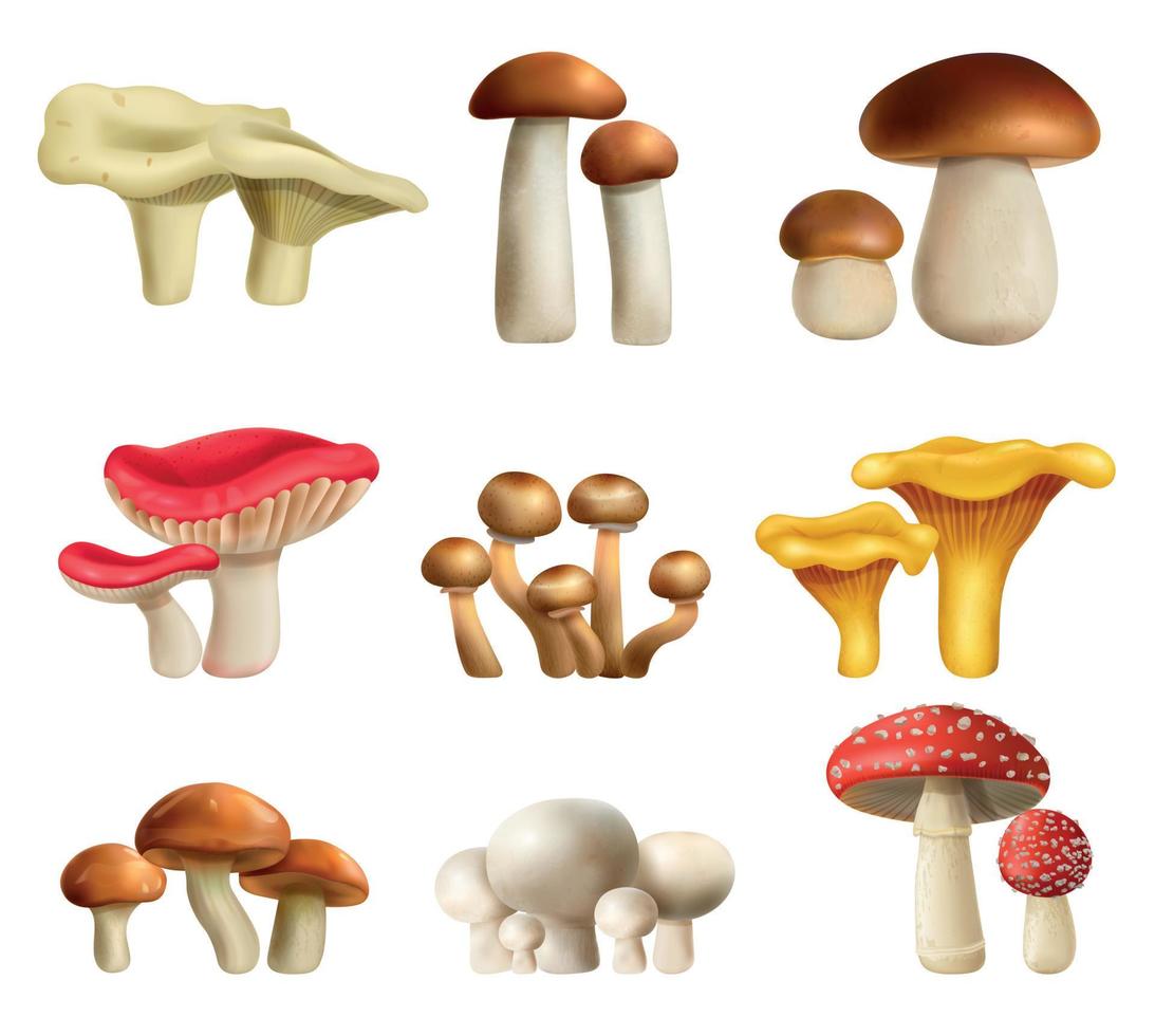 Mushrooms Realistic Set vector