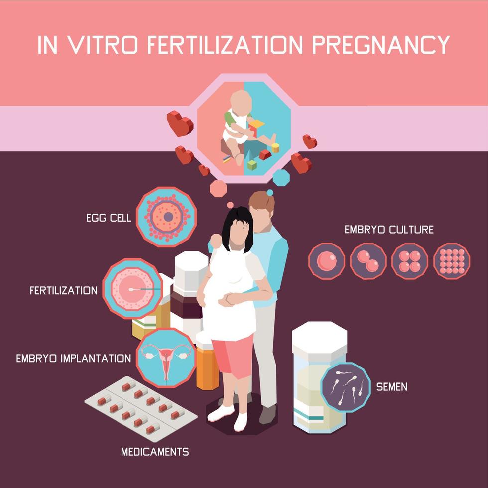 infografía isométrica del embarazo de fertilización in vitro vector