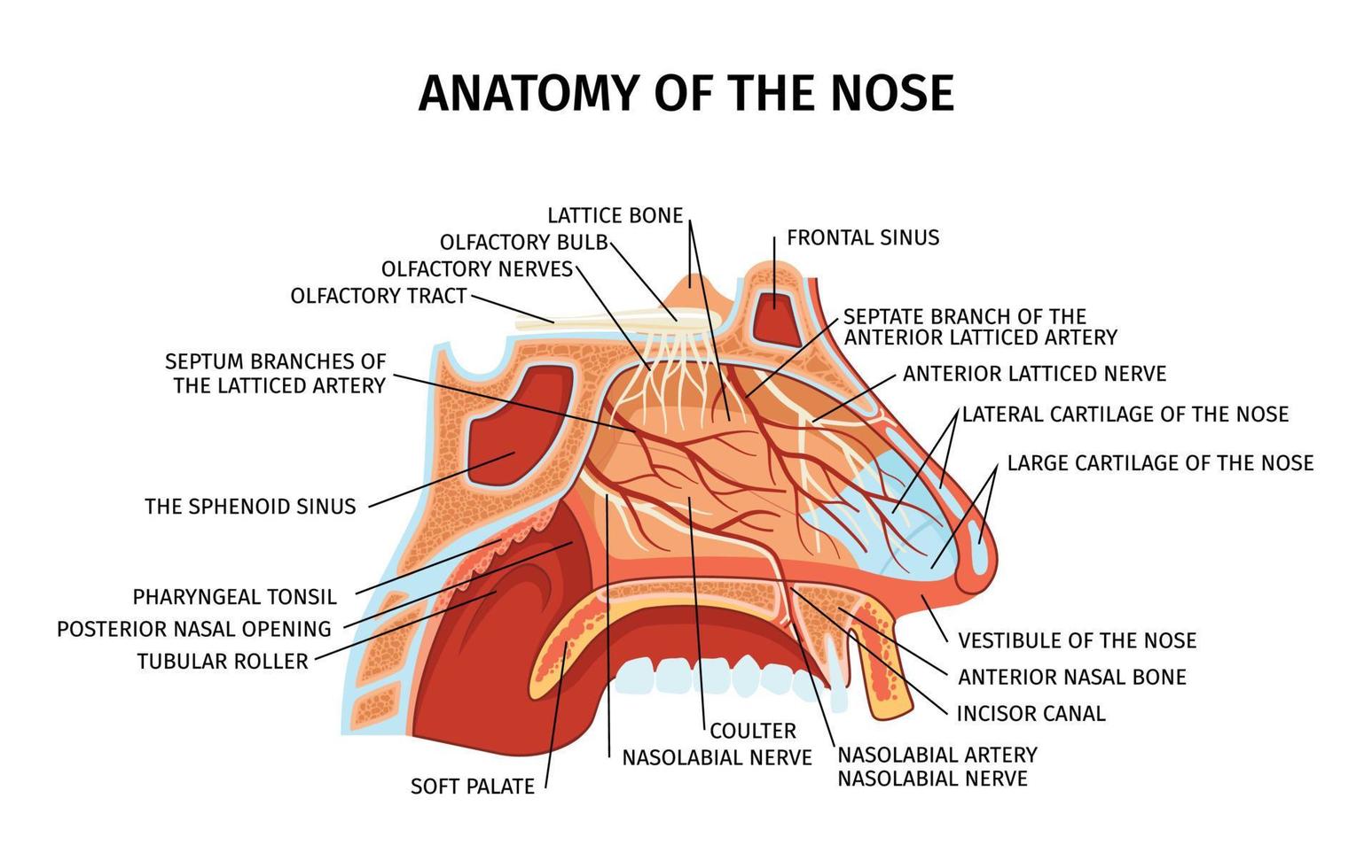 Nose Anatomy Flat Diagram vector