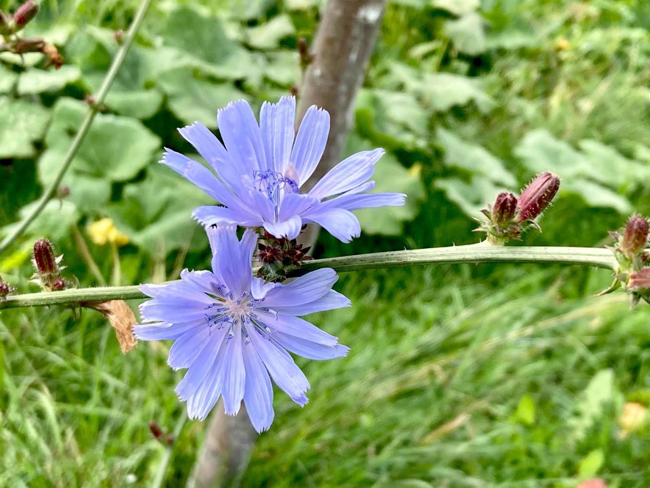 Blue flowers of Chicory grow on  stem in  flower garden, cultivation of medicinal plants. photo