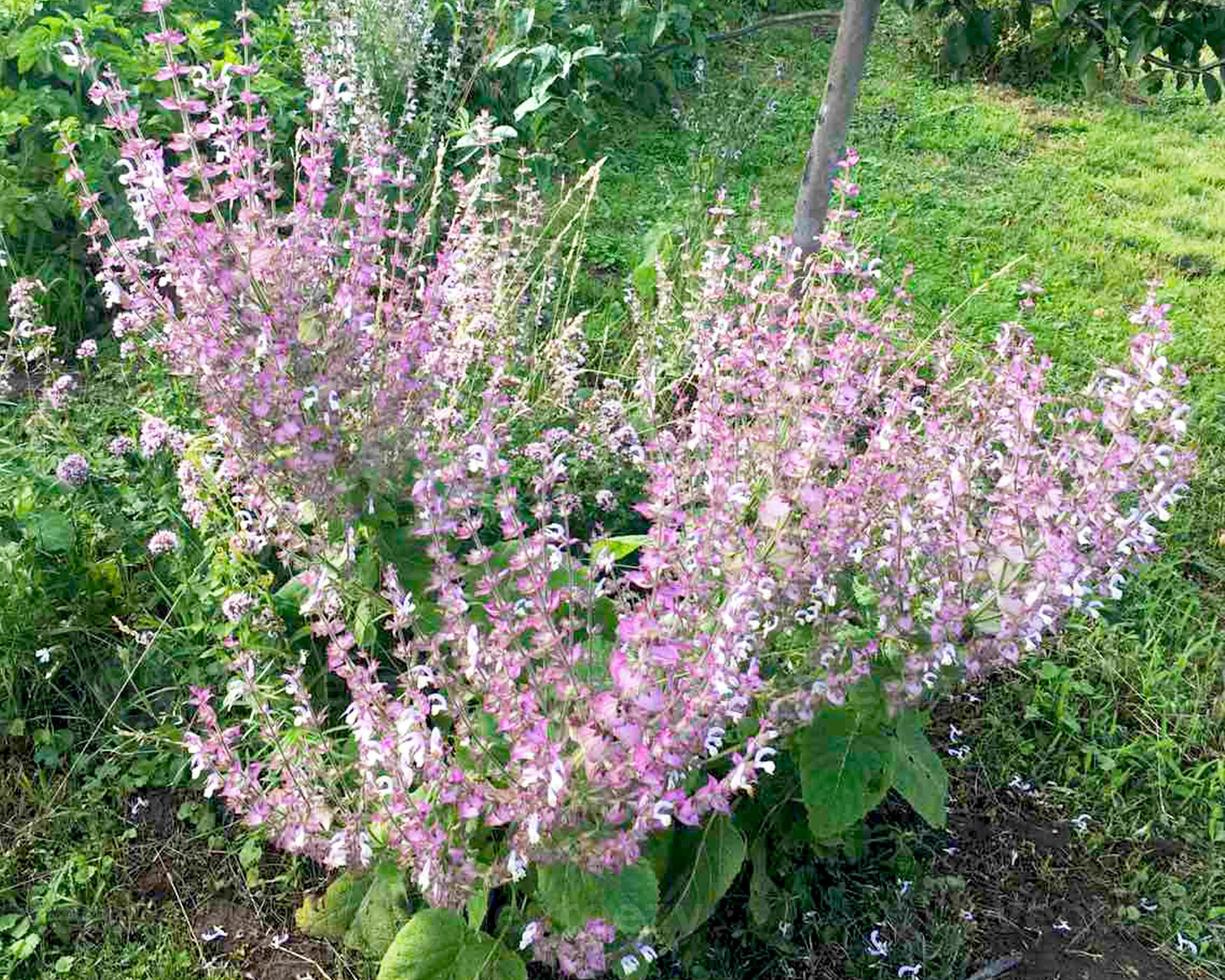 Clary sage Salvia sclarea. photo