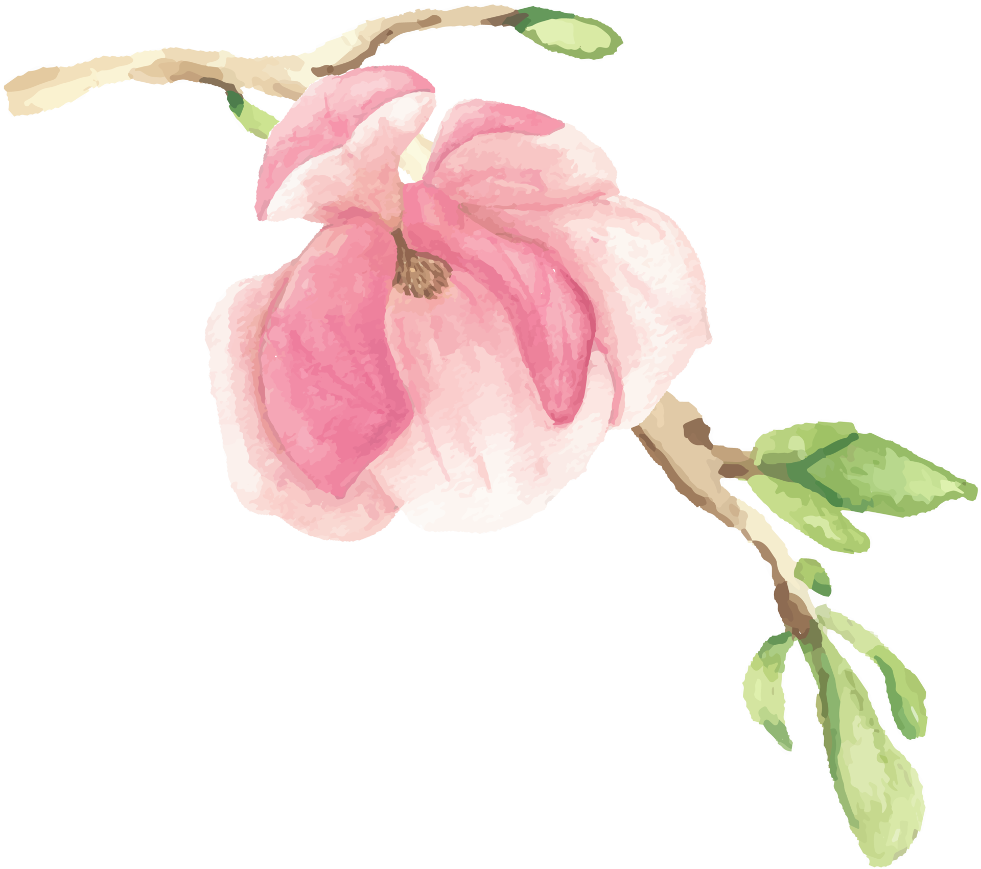 Magnólia Flor Aquarela PNG , Aquarela, Mão, Empate PNG Imagem para download  gratuito