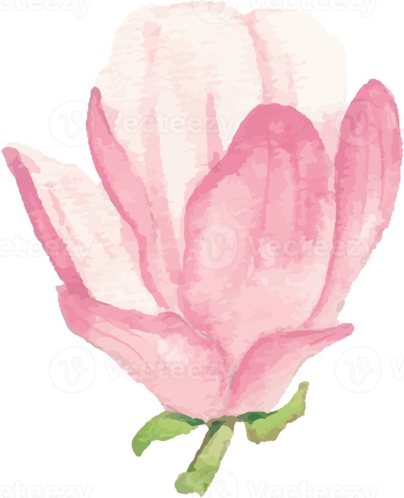 watercolor pink blooming magnolia flower and branch elements png