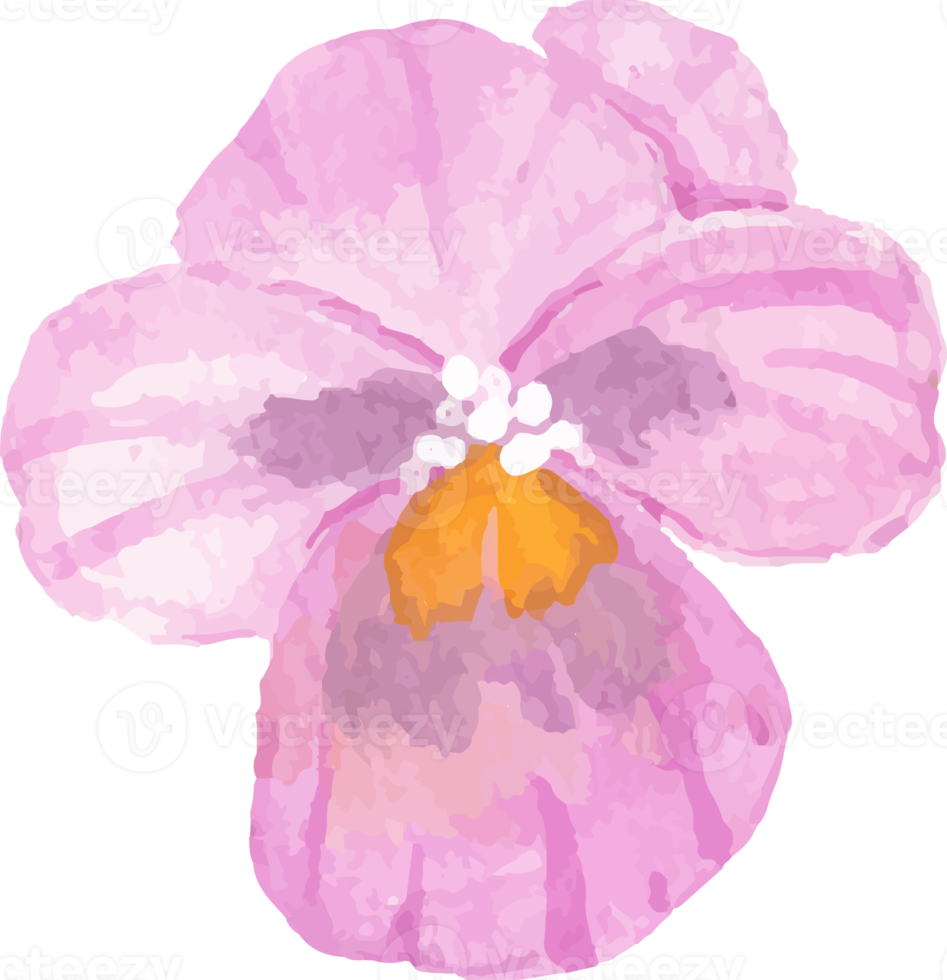 watercolor pansy flower element png