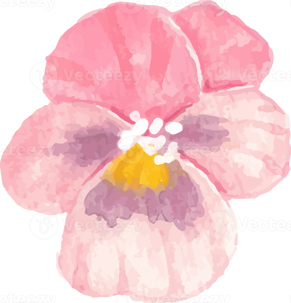 watercolor pansy flower element png