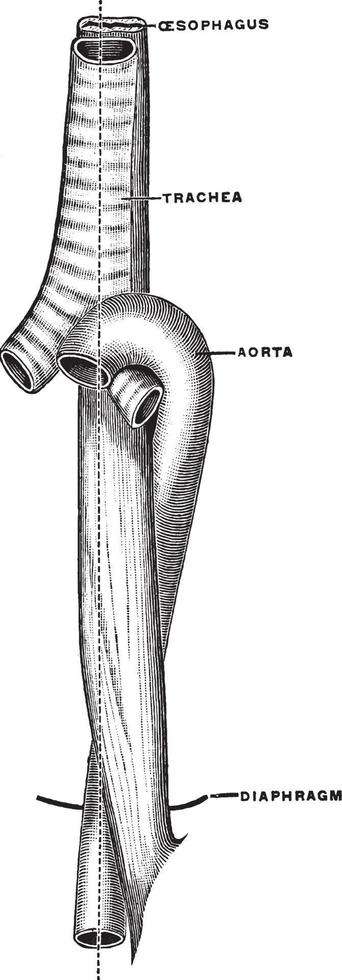 Esophagus, Trachea, and Aorta in an Infant, vintage illustration. vector