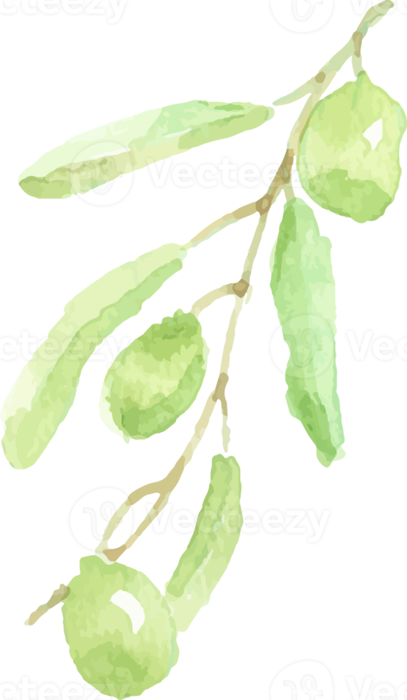 watercolor hand drawn olive branch elements png