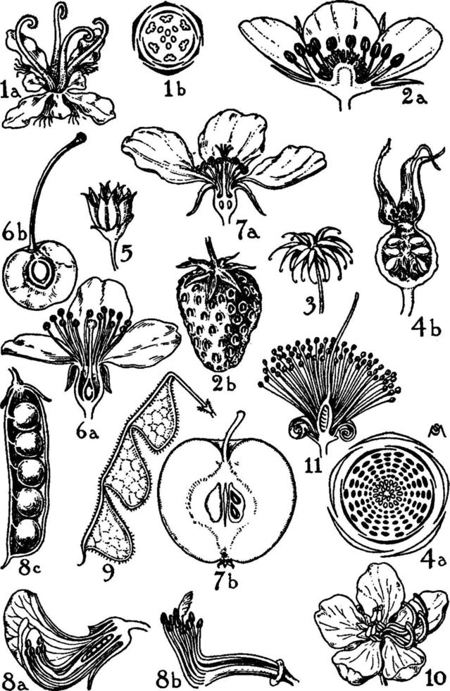 Orders of Plantanceae, Rosaceae, and Leguminosae vintage illustration. vector