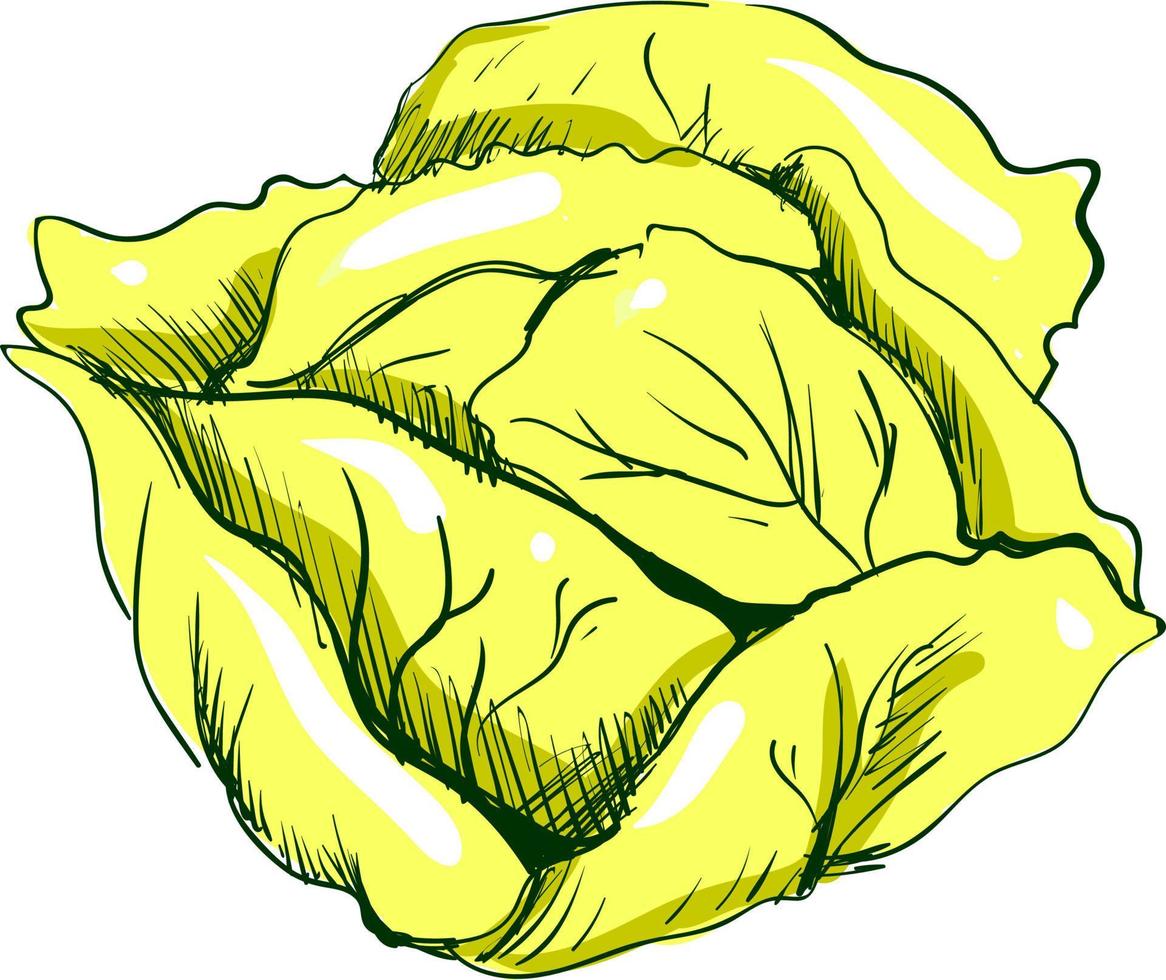 Cabbage sketch, illustration, vector on white background.