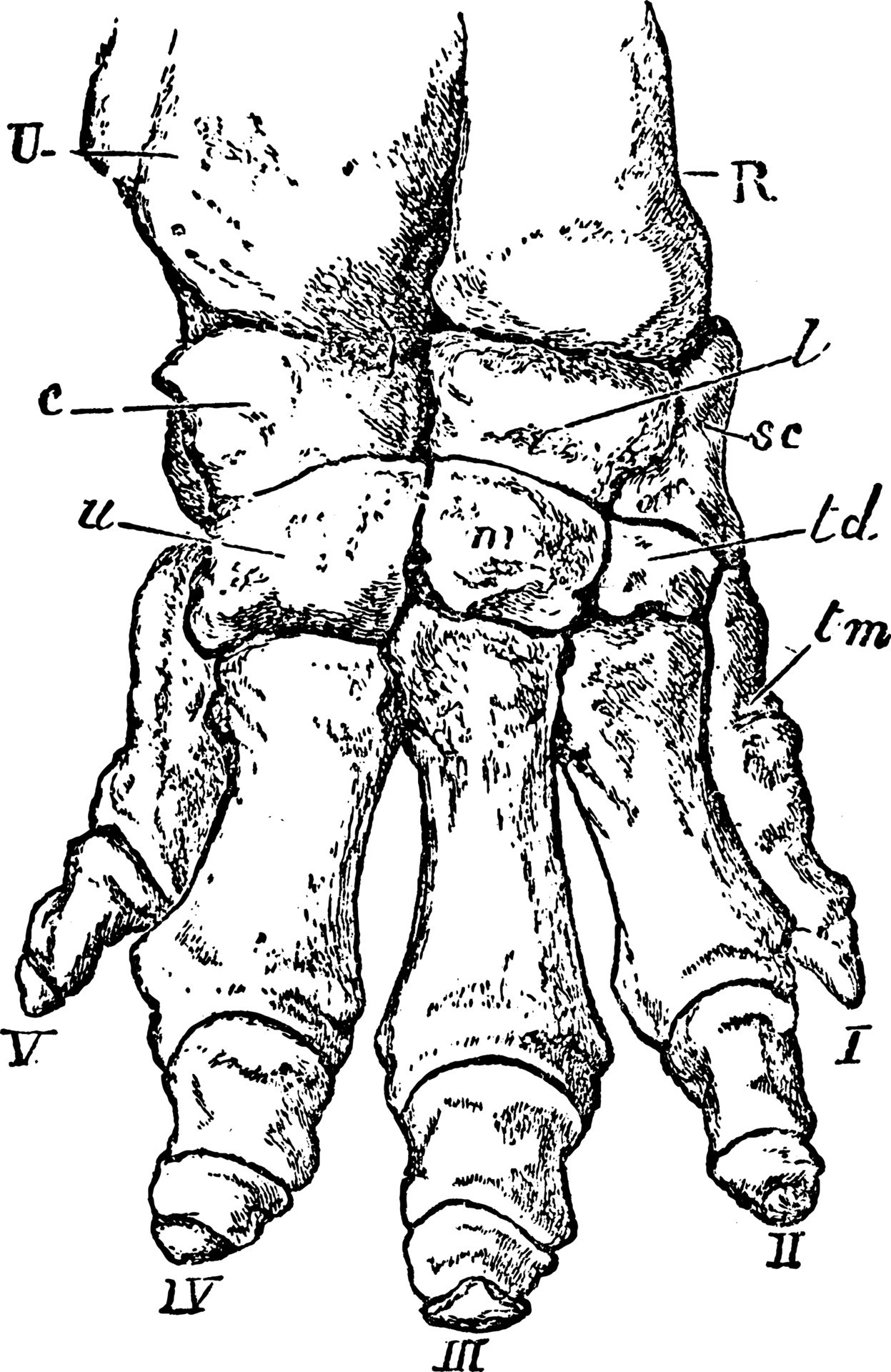 Elephant Foot, vintage illustration. 13490653 Vector Art at Vecteezy