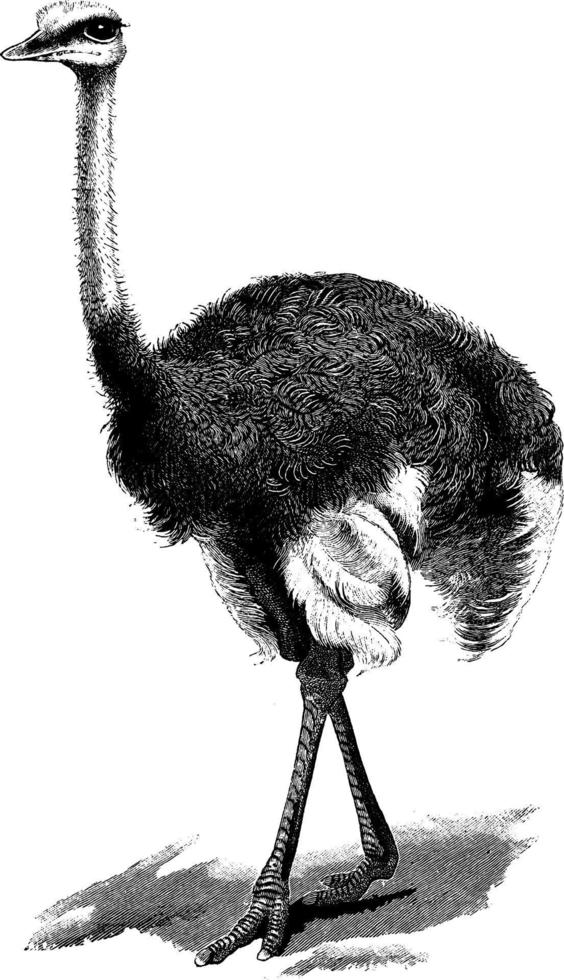 Ostrich, vintage illustration. vector