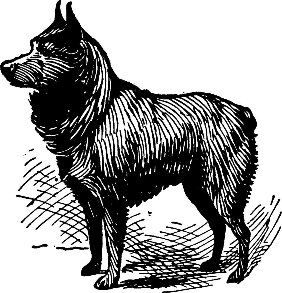 Schipperke, vintage illustration. vector