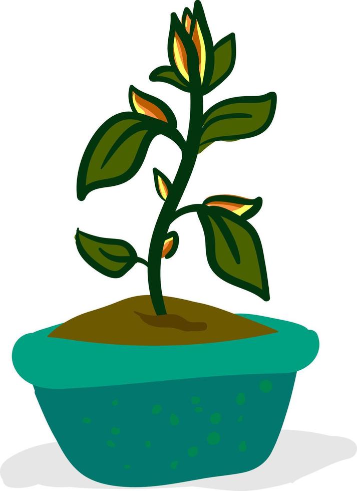 Plant in green pot, vector or color illustration.