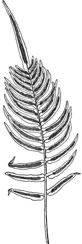 Ilustración vintage de blechnum occidentale. vector
