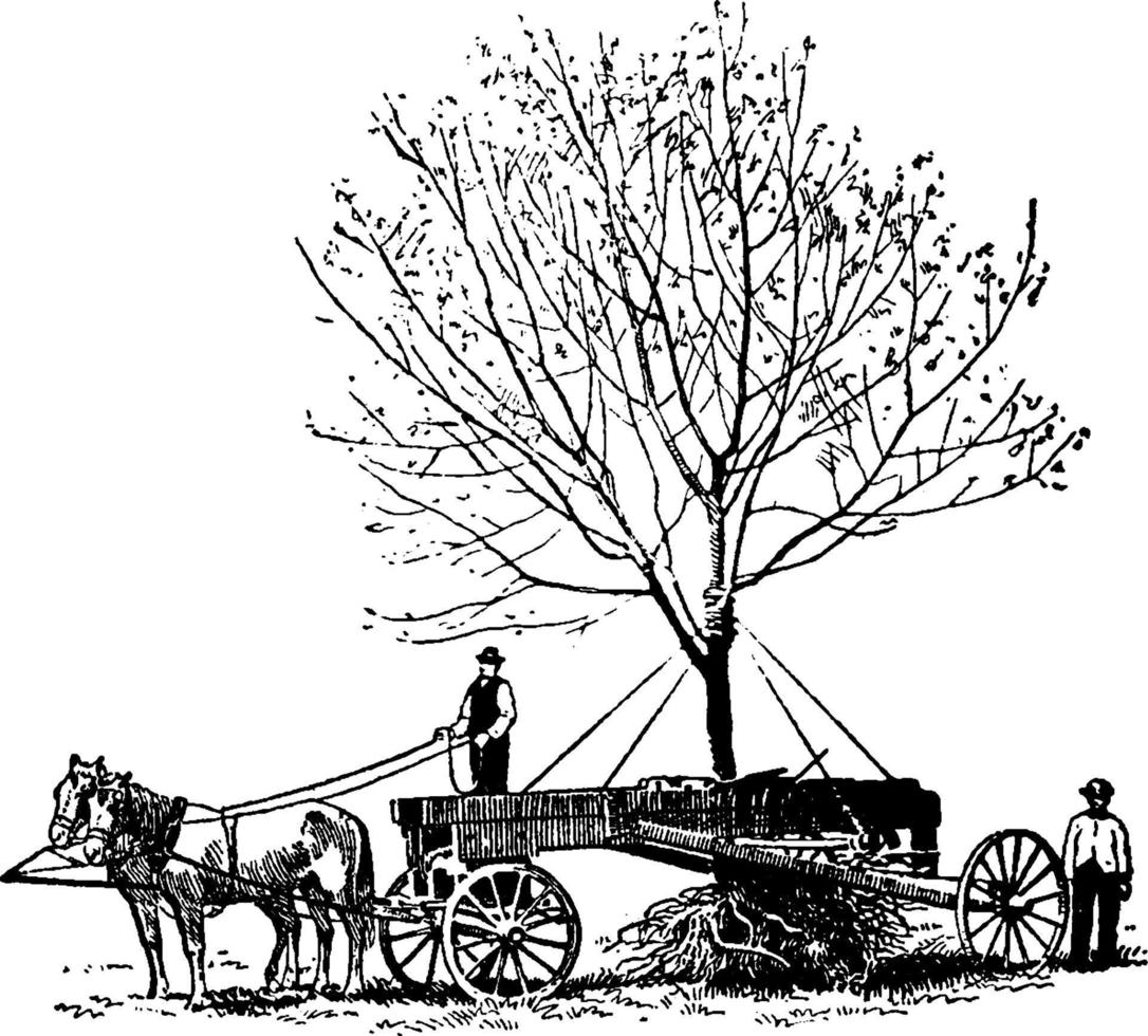 Tree relocation vintage illustration. vector