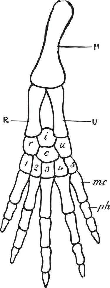 Vertebrate Fore Limb, vintage illustration vector