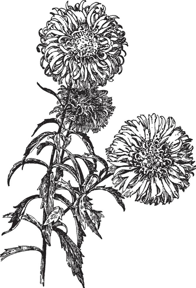 aster de china, la ilustración vintage tipo cometa. vector