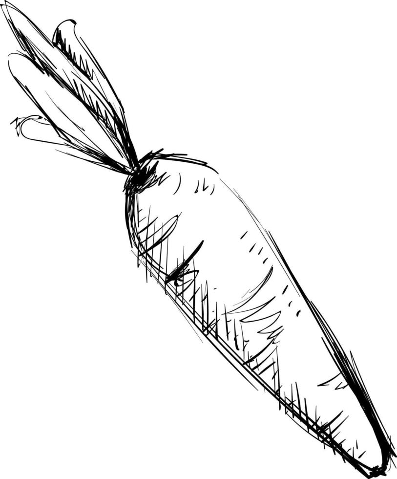 Carrot drawing, illustration, vector on white background.