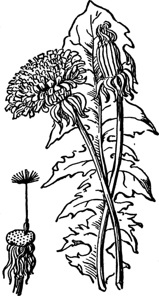 Dandelion vintage illustration. vector