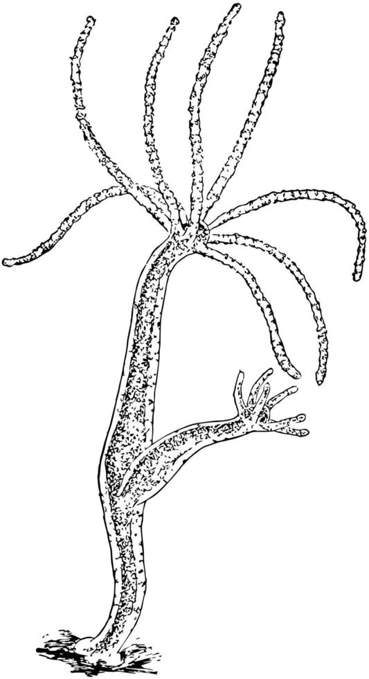Hydra Jellyfish, vintage illustration. vector