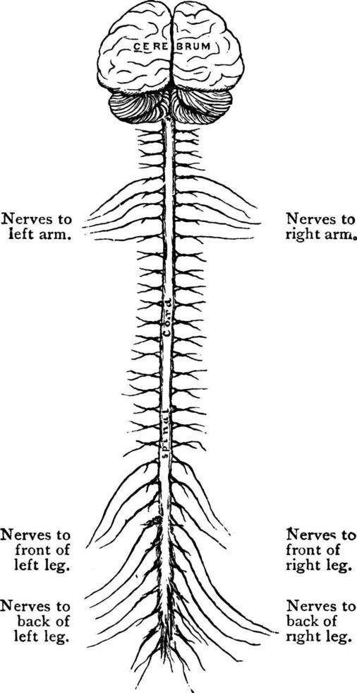 sistema nervioso central, ilustración antigua. vector