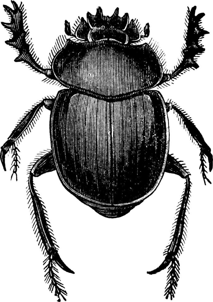 Dung Beetle, vintage illustration. vector