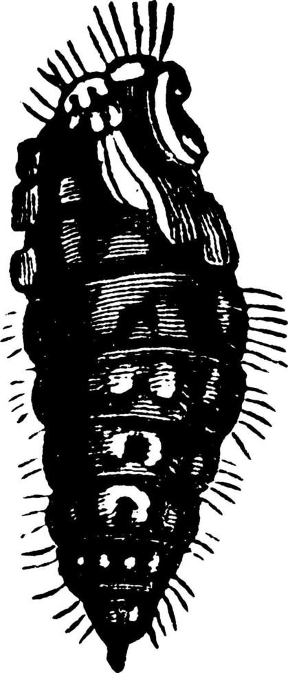 polilla o notolophus leucostigma, ilustración vintage. vector
