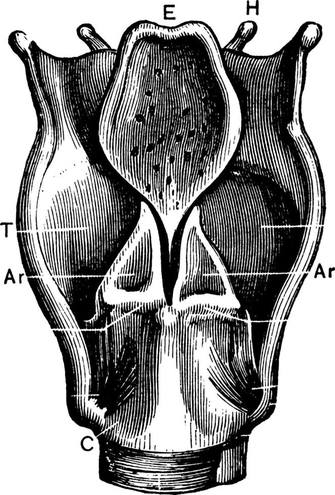 Back View of the Larynx, vintage illustration. vector