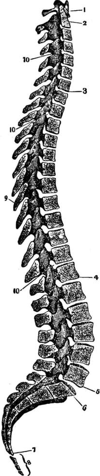 columna vertebral, ilustración vintage. vector