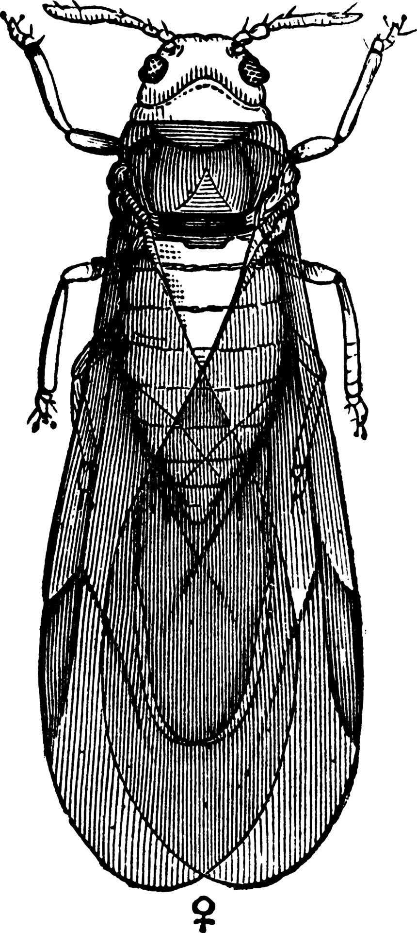 Grape Root louse, vintage illustration. 13494271 Vector Art at Vecteezy