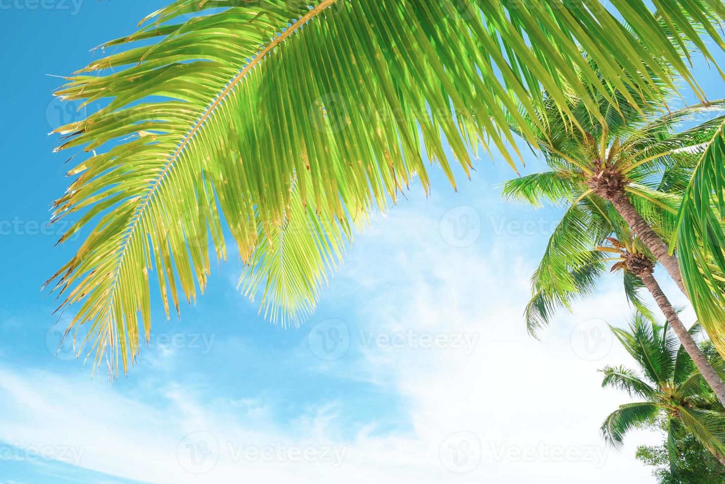 Summer background with coconut leaves and bright sky. photo
