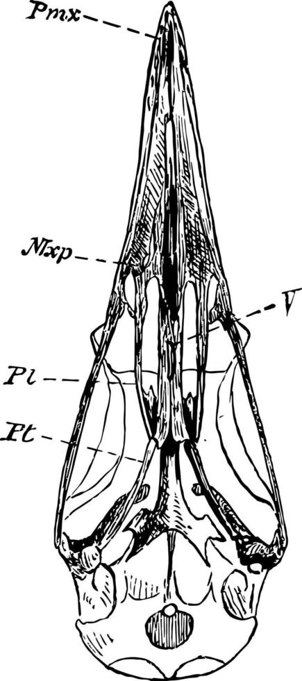 el cráneo de una ilustración vintage de tinamú. vector