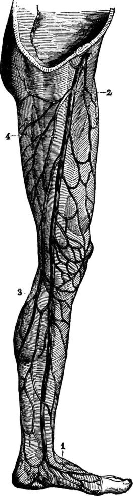 Superficial Veins of Leg, vintage illustration. vector