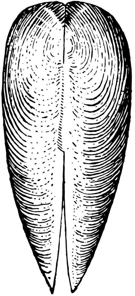 vista dorsal de gastrochaena, ilustración vintage. vector