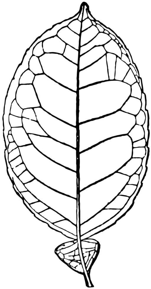 ilustración vintage de hoja de pomelo. vector