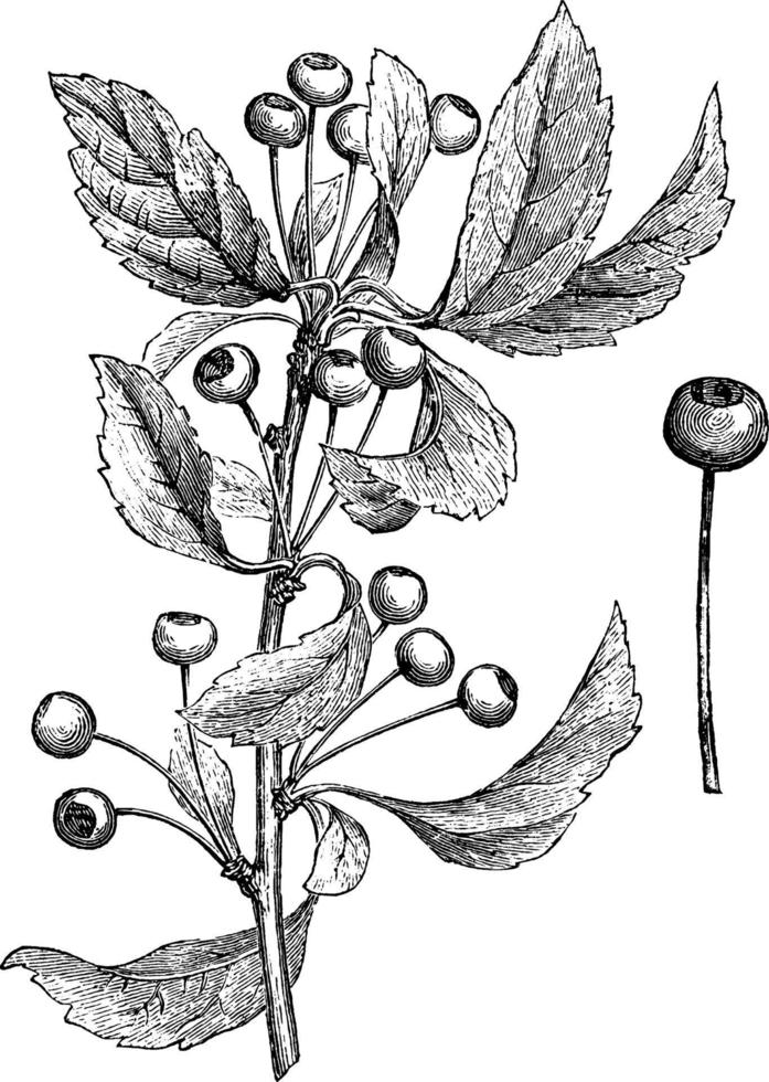 Pyrus Toringo vintage illustration. vector