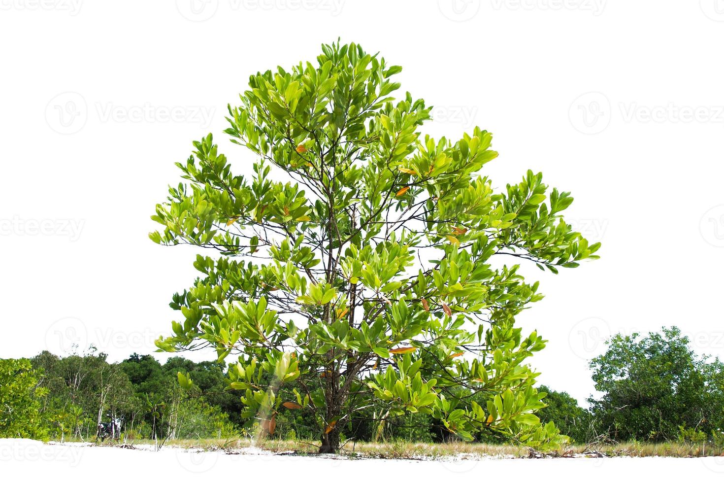 Eucalyptus trees that grow well in arid areas. Eucalyptus is a drought tolerant tree. 13495530