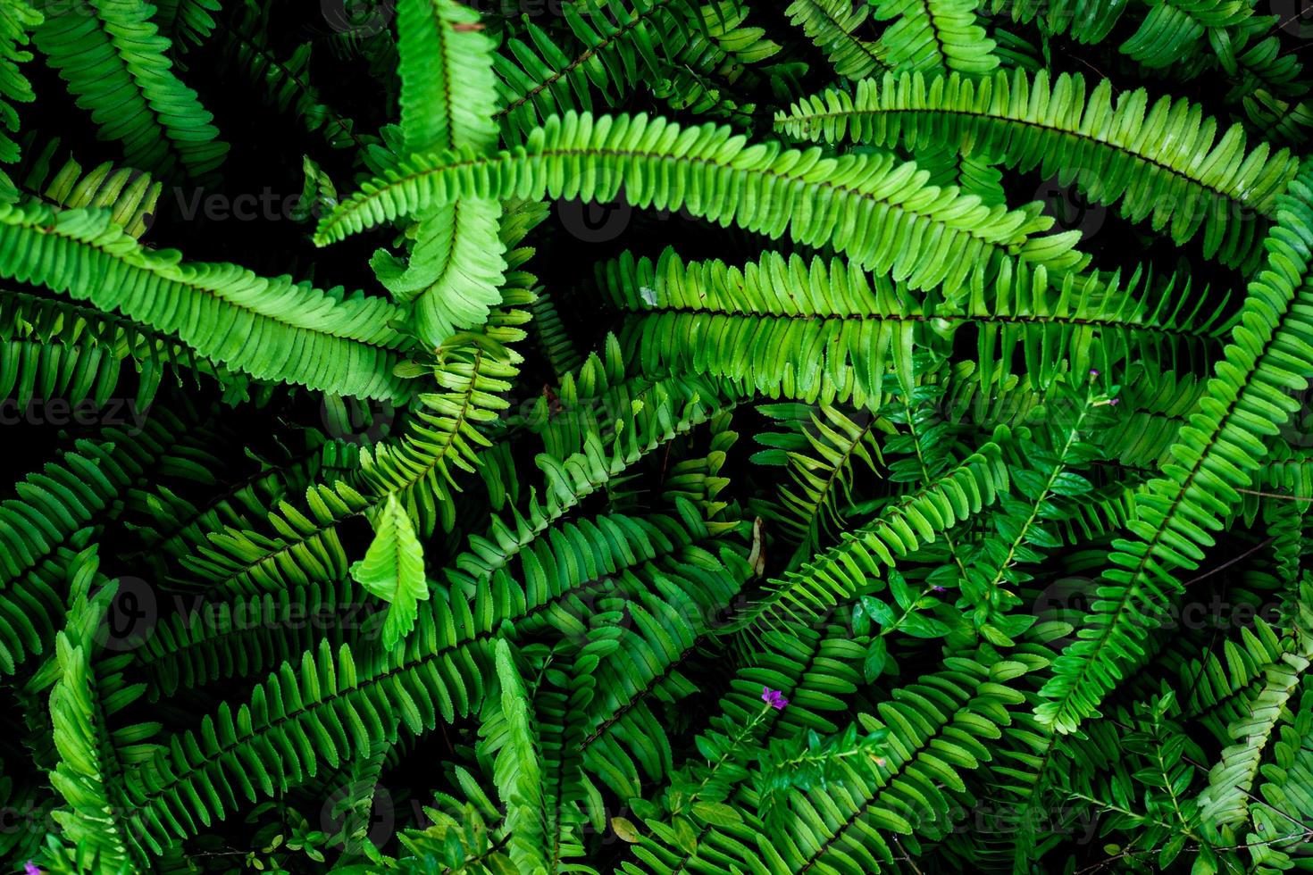 Abstract background. Patterns of fern leaves in nature. nature background concept photo