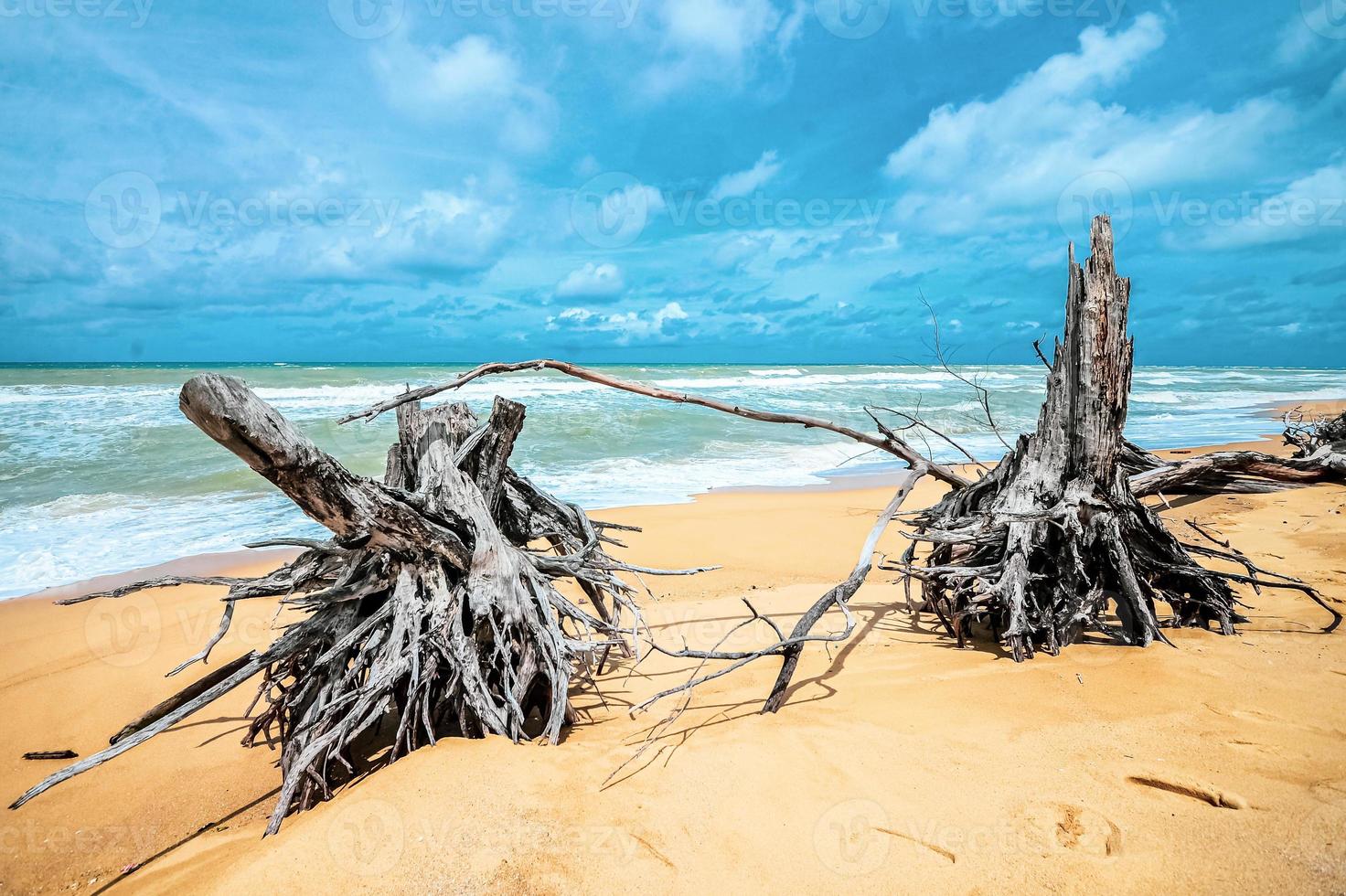 dead tree at beautiful beach photo