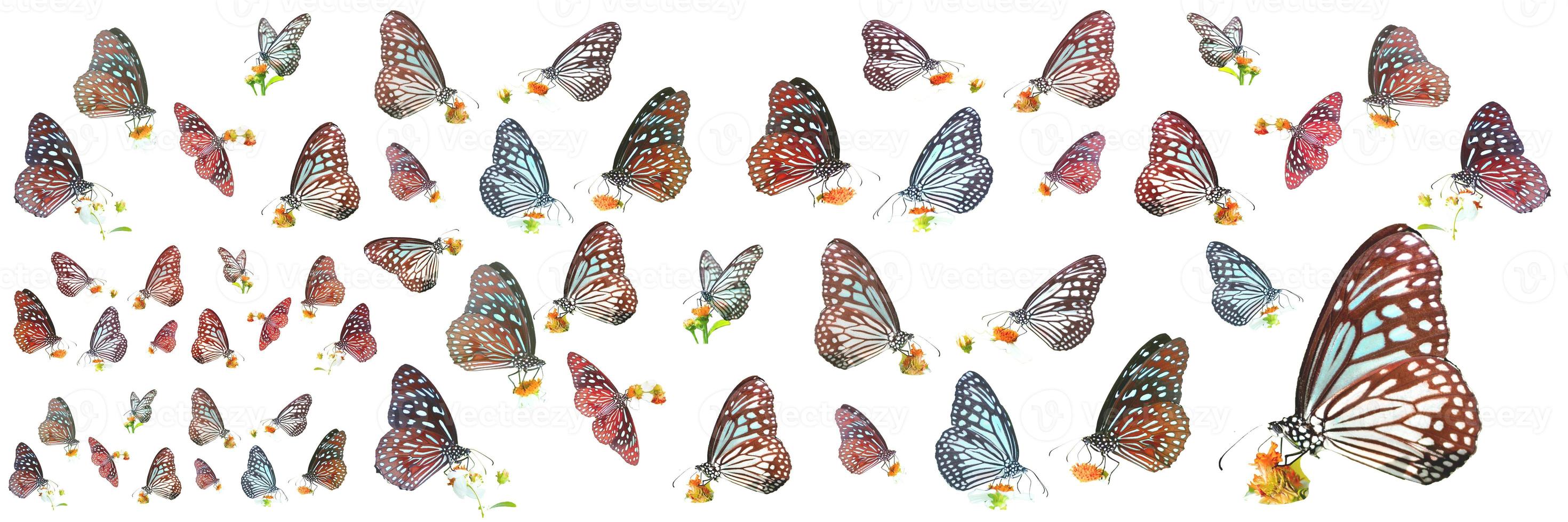 many types of butterflies on a white background. Butterfly found in Thailand photo
