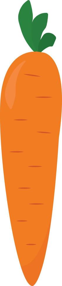 Fresh carrot, illustration, vector on white background.