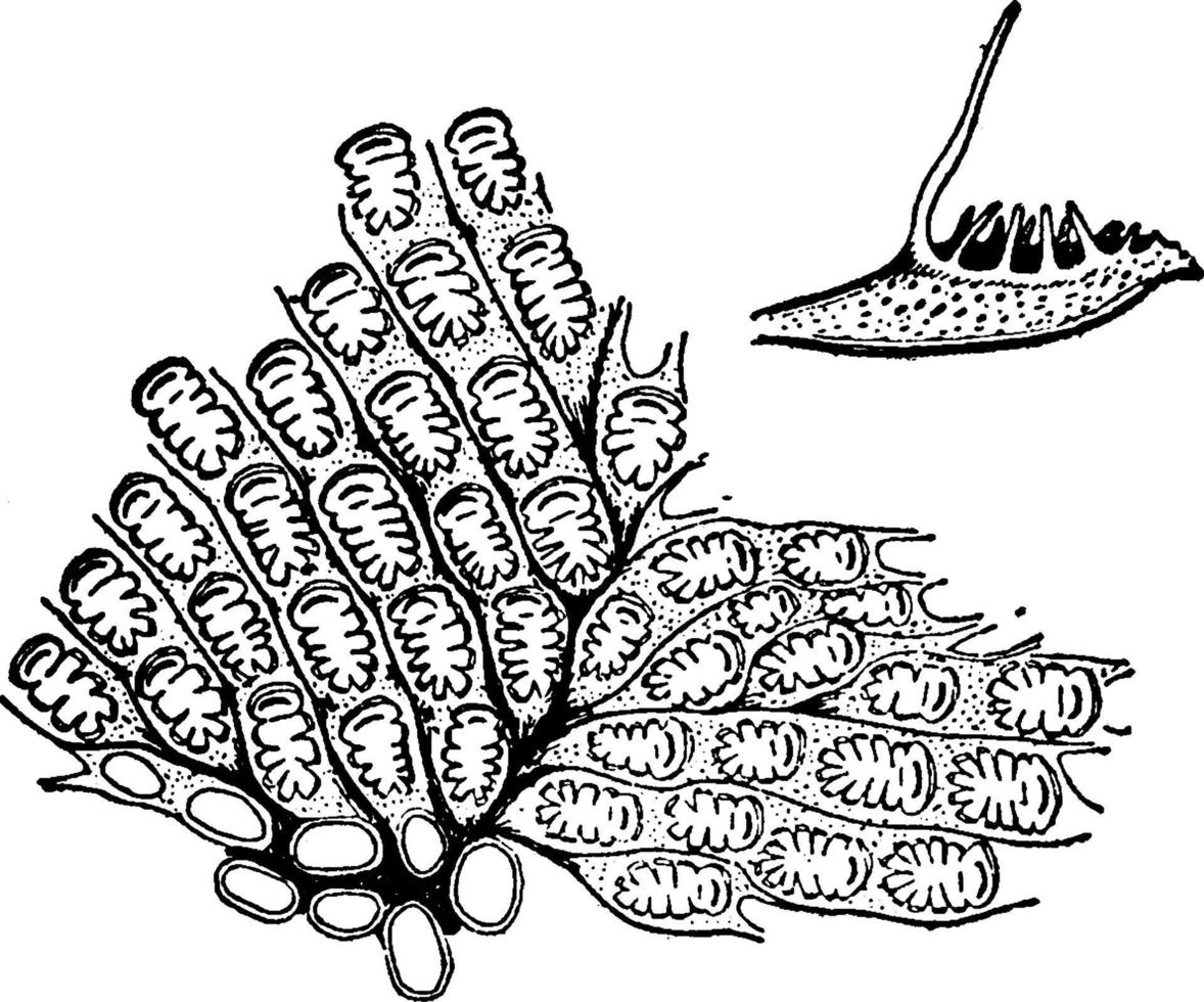 Bryozoan, vintage illustration. vector