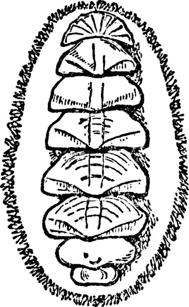 Chiton, Dorsal, vintage illustration. vector