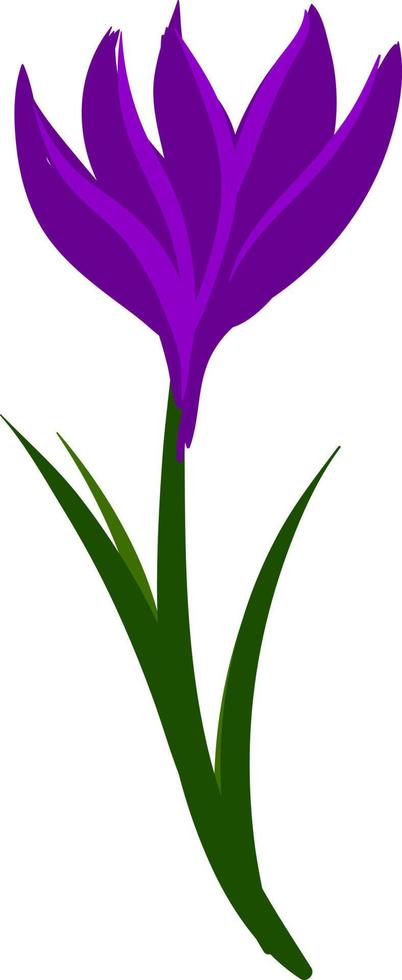 Crocus flat, illustration, vector on white background.