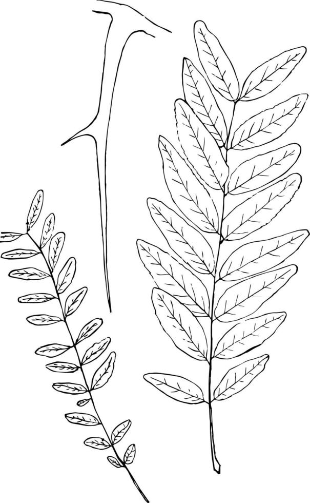 Genus Gleditschia, L. Honey Locust vintage illustration. vector