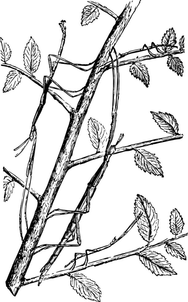 Stick Insect vintage illustration. vector